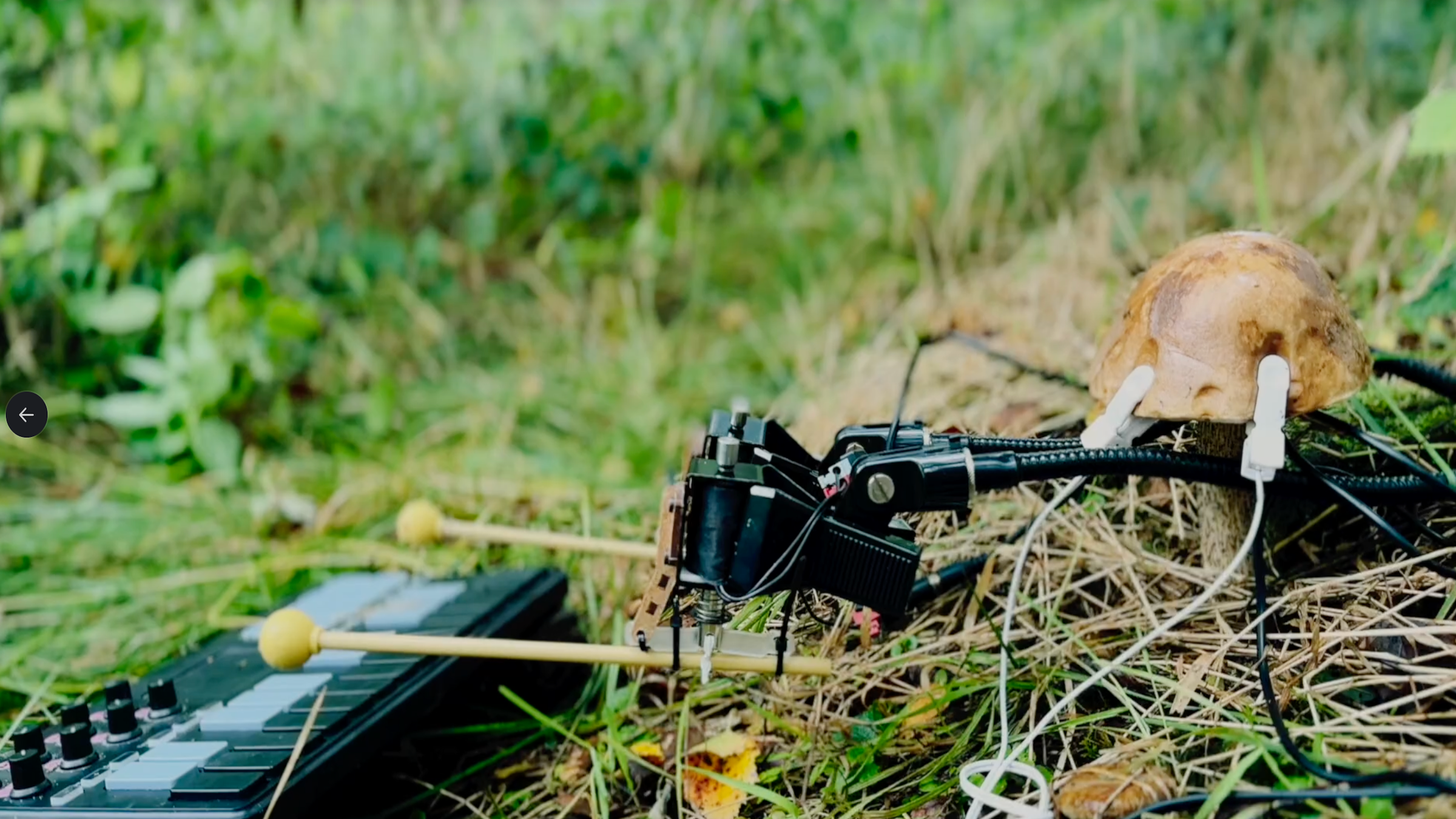 mushrooms playing music